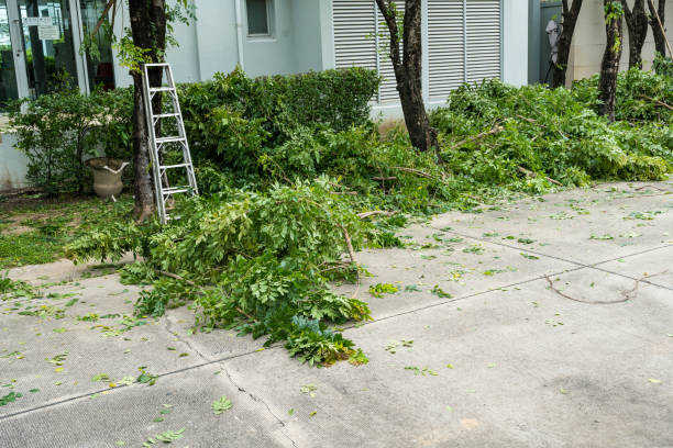 Best Emergency Tree Removal  in Charlotte Harbor, FL